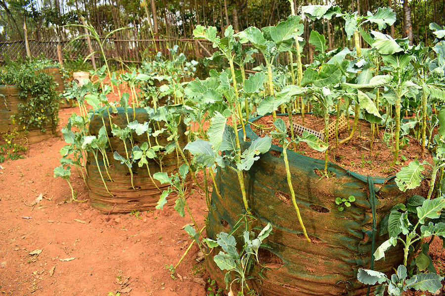 In Kenya, vegetable towers bolster food security